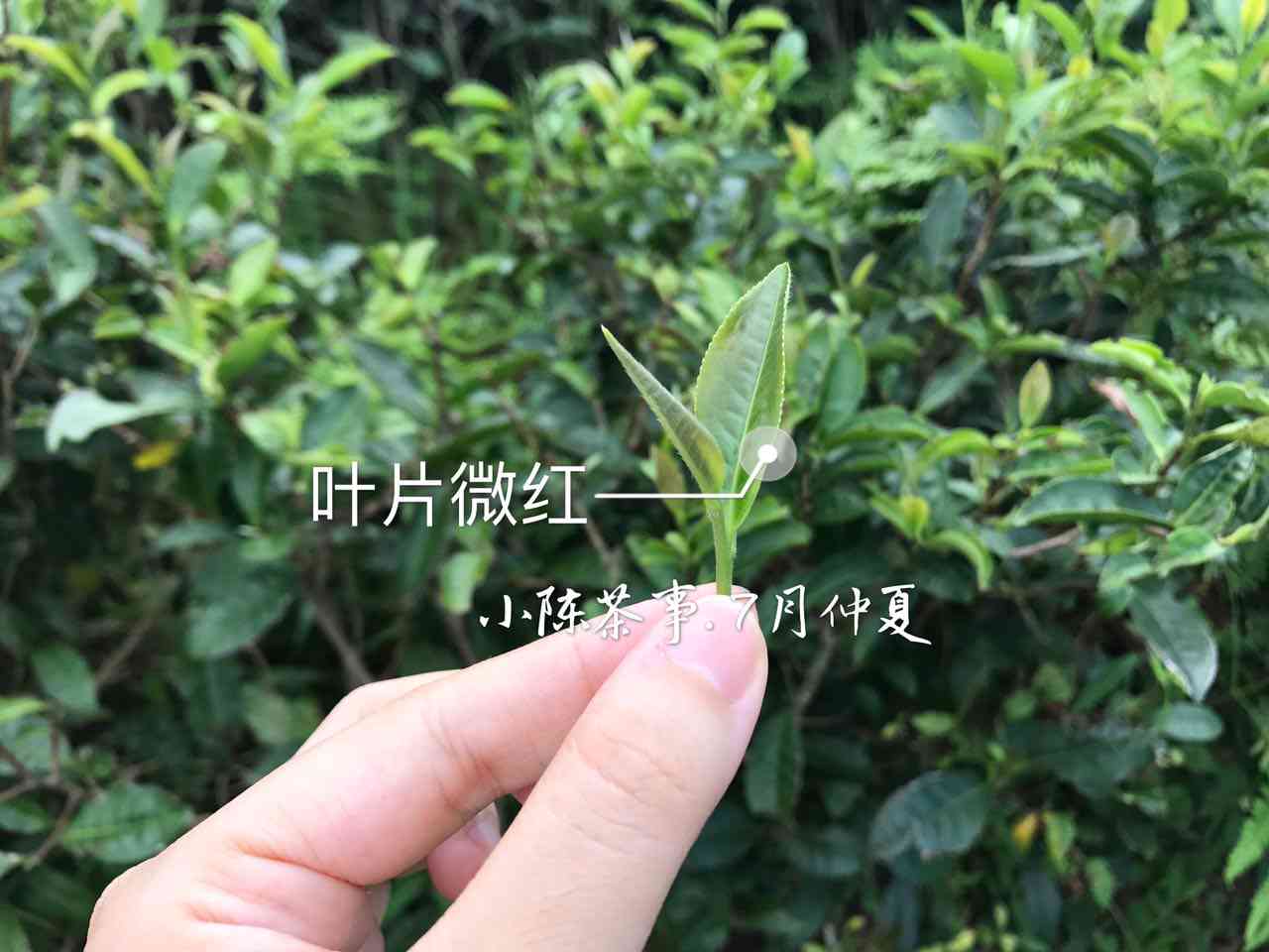 全面了解半闲普洱茶：品种、产地、制作工艺和品饮方法的全方位探讨