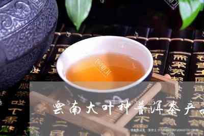 云南特色大叶普洱茶：富茶叶的精选批发