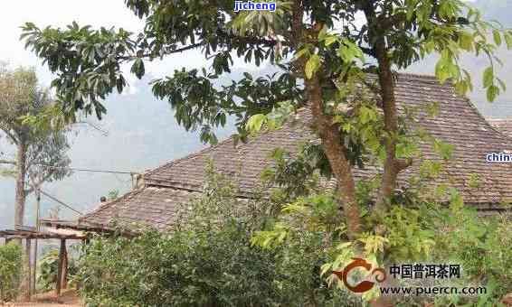 新 古树普洱茶半坡原产地，纯正云南风味的独特享受