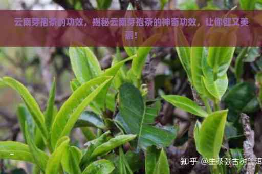 普洱茶芽苞饼的功效与作用及禁忌：探讨芽孢茶的特点与健益处