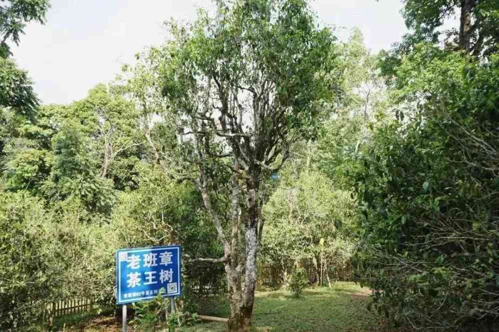 普洱茶邦丙：一个隐藏在古树茶区的珍稀品种探寻