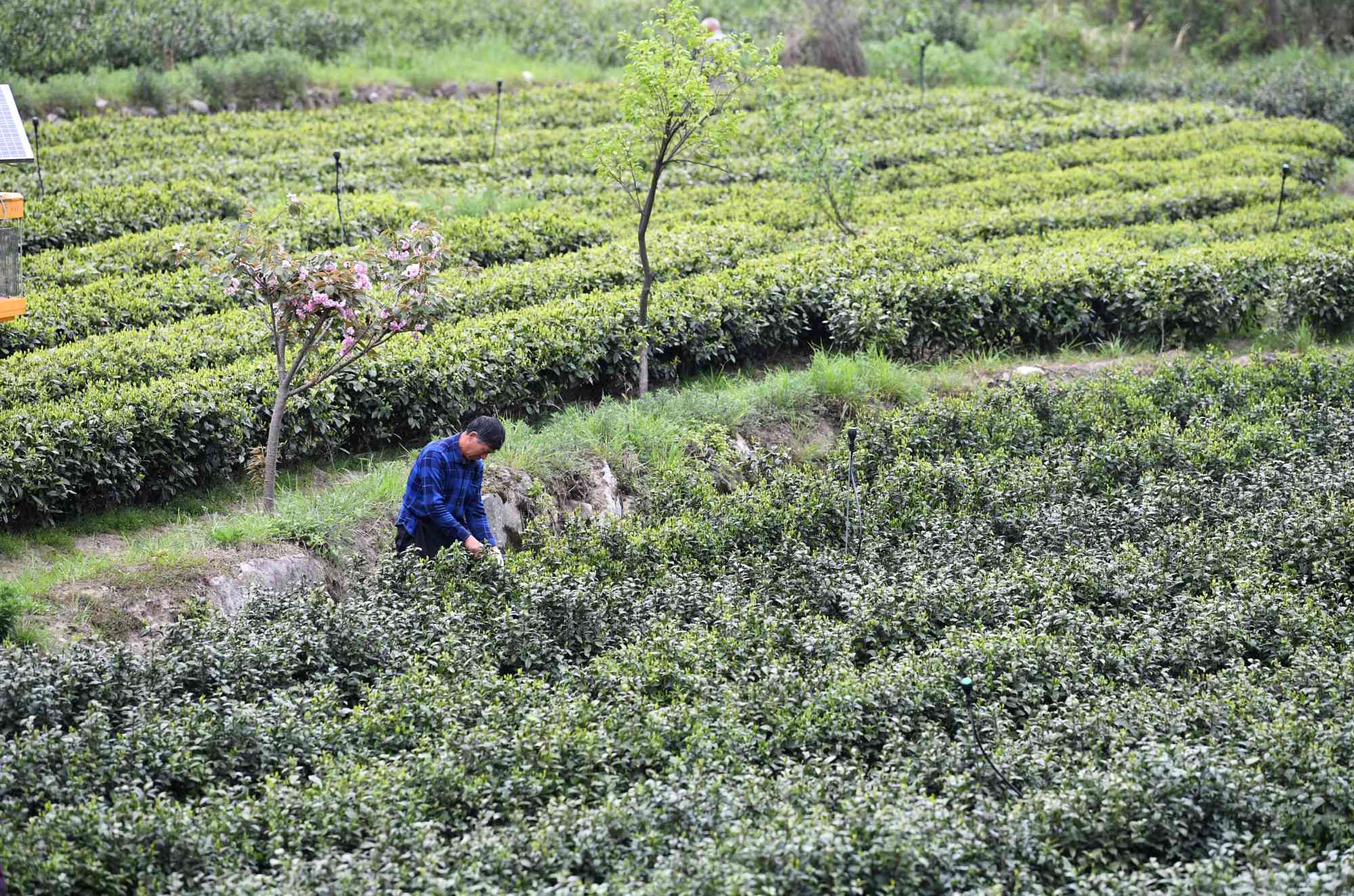 新临汾茶叶场 - 专业茶叶供应商与优质茶叶产品的汇集地