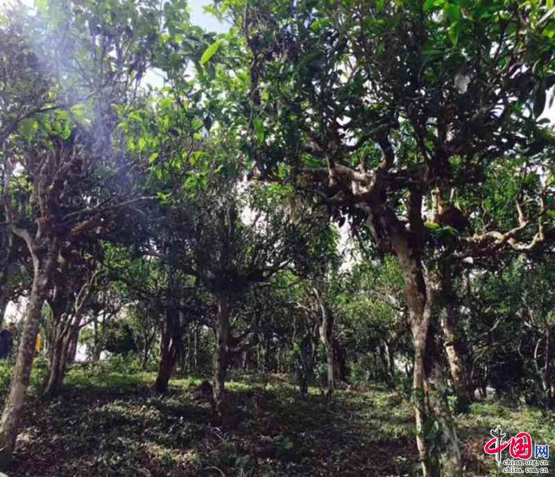 景普洱茶场电话及详细地址