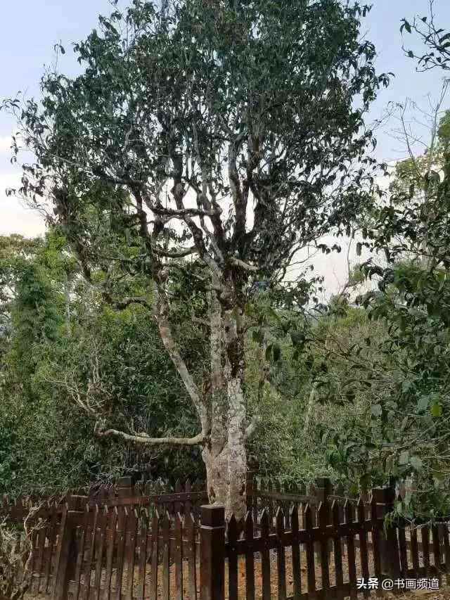 百年章家古茶树普洱茶饼：口感独特，韵味悠长