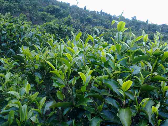 百年章家古茶树普洱茶饼：口感独特，韵味悠长