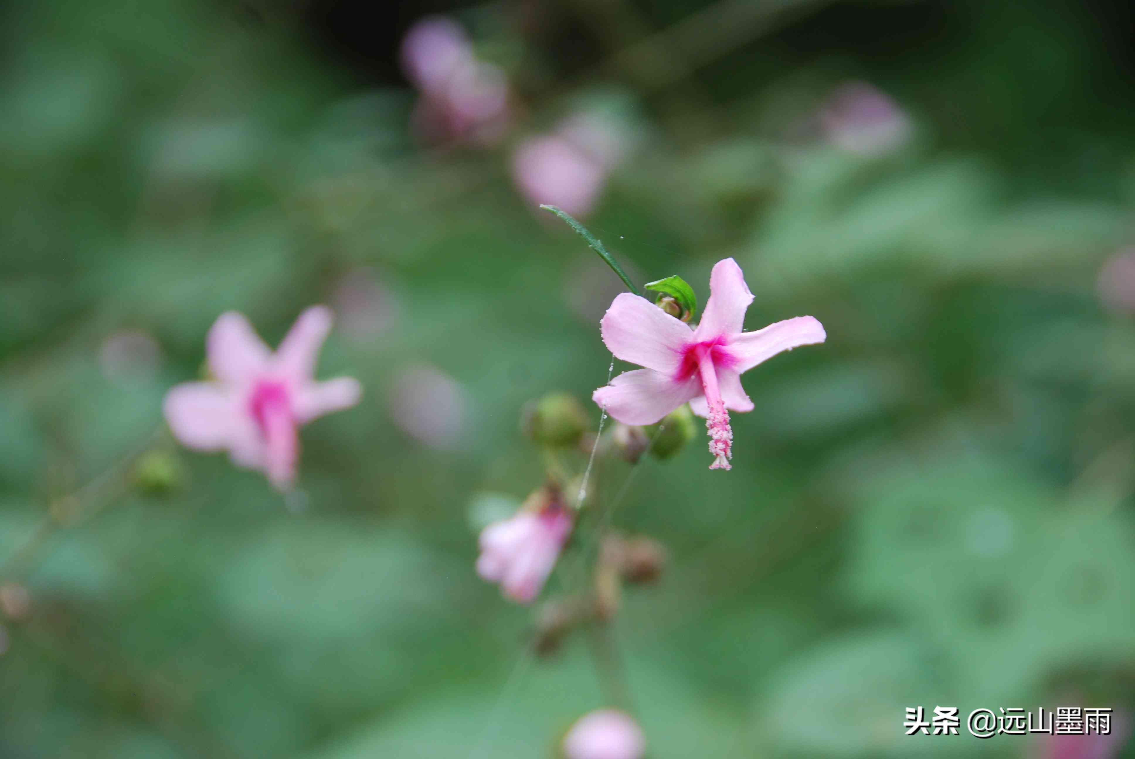 河中普洱茶