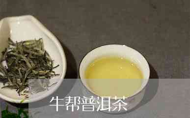 牛势普洱茶