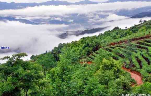 云南普洱茶五大名山：哪五山，茶名是什么？