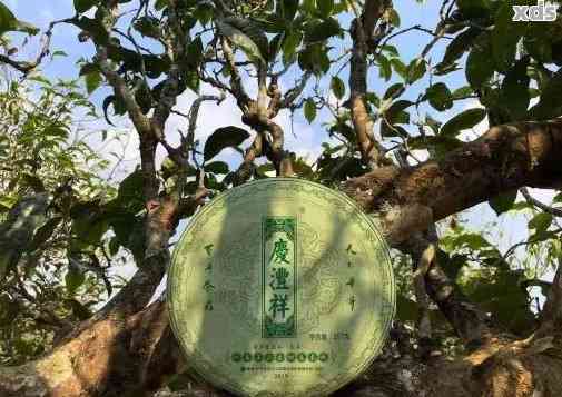 庆丰古树普洱茶：源自千年古树的纯正味道