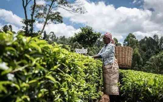 茶源世界的普洱茶：探索云南古树茶的秘密，品味醇厚陈香的魅力