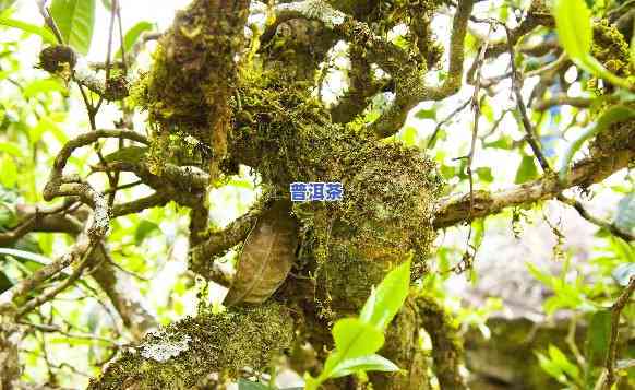 茶源世界的普洱茶：探索云南古树茶的秘密，品味醇厚陈香的魅力