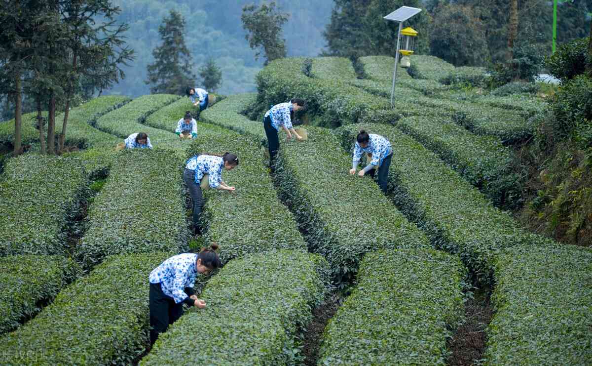 普洱茶翻堆