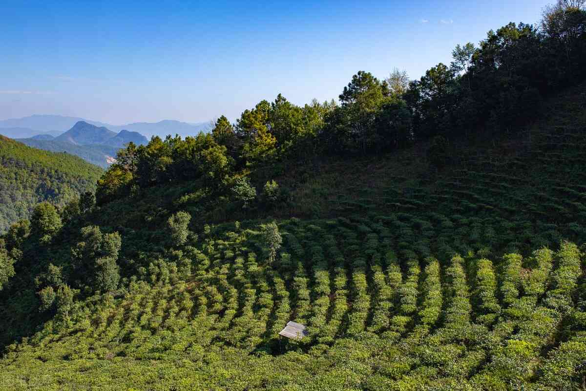 普洱茶的养杯效果、安全性及潜在性：全面解析与探讨