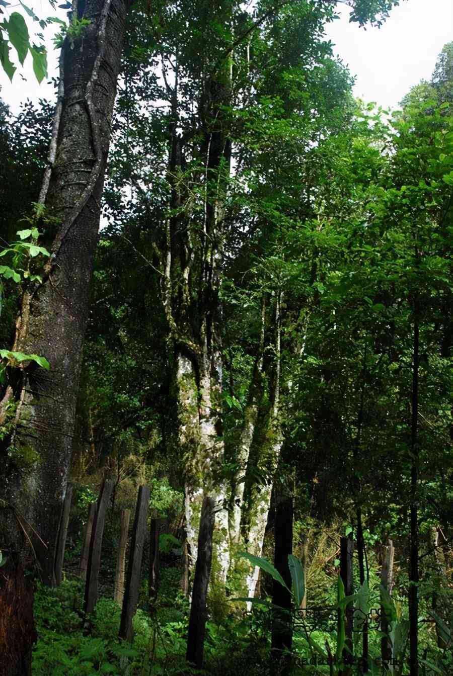 普洱茶介绍：云南特色，大师品质，西双版纳风土，棠梨山韵味