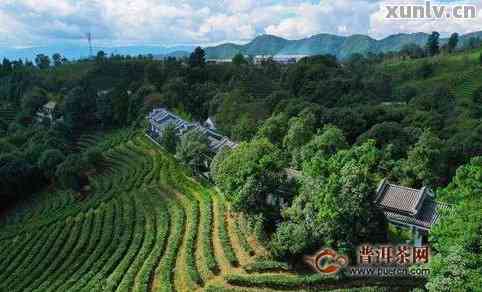 大理双廊哪里买普洱茶便宜