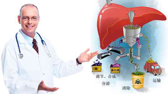 保护肝脏健康：佩戴什么饰品最适合？了解这些选项以改善您的选择