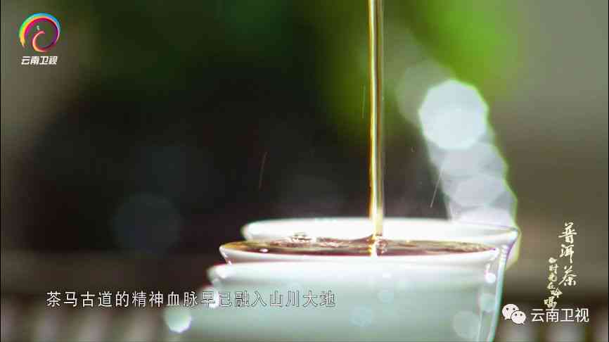 探索普洱茶的魅力：央视真谛节目深度解读