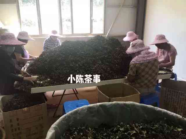 普洱茶为什么要泡一会再喝