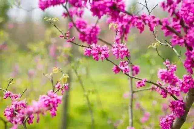 紫荆花的价值：从经济、文化和园艺角度探讨的市花地位