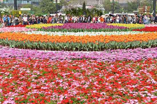 紫荆花的价值：从经济、文化和园艺角度探讨的市花地位