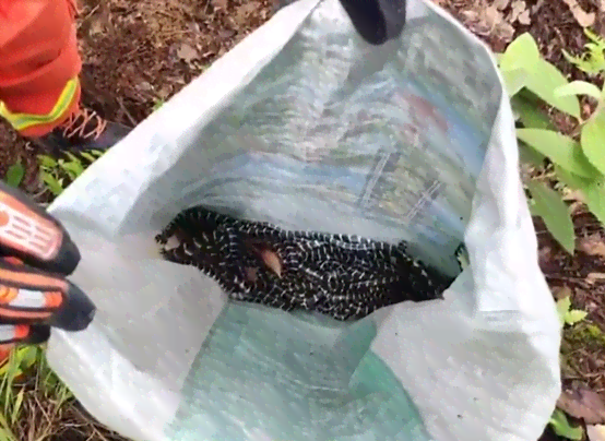 喝普洱茶能放生片吗女性