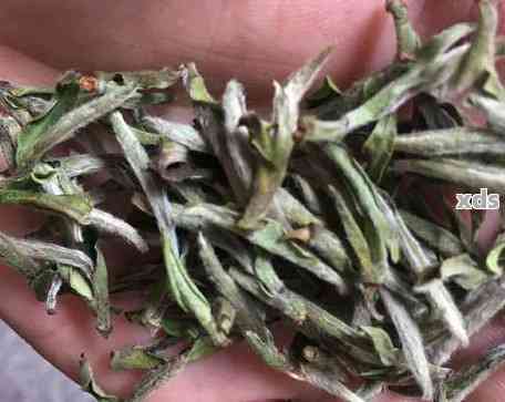 普洱茶叶中的芽头与大叶的甜度比较：口感和茶叶选择的关键因素