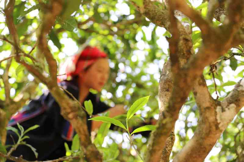 吉良古树普洱茶：布朗山独特魅力的口感体验