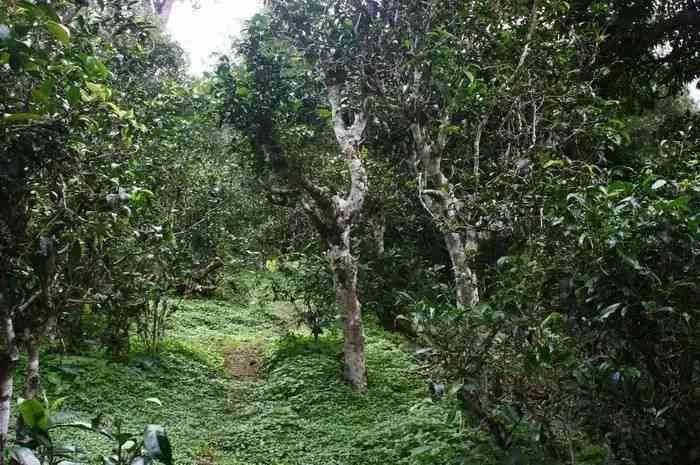 普洱茶古树茶外观特征介绍大全-普洱茶古树茶外观特征介绍大全图片