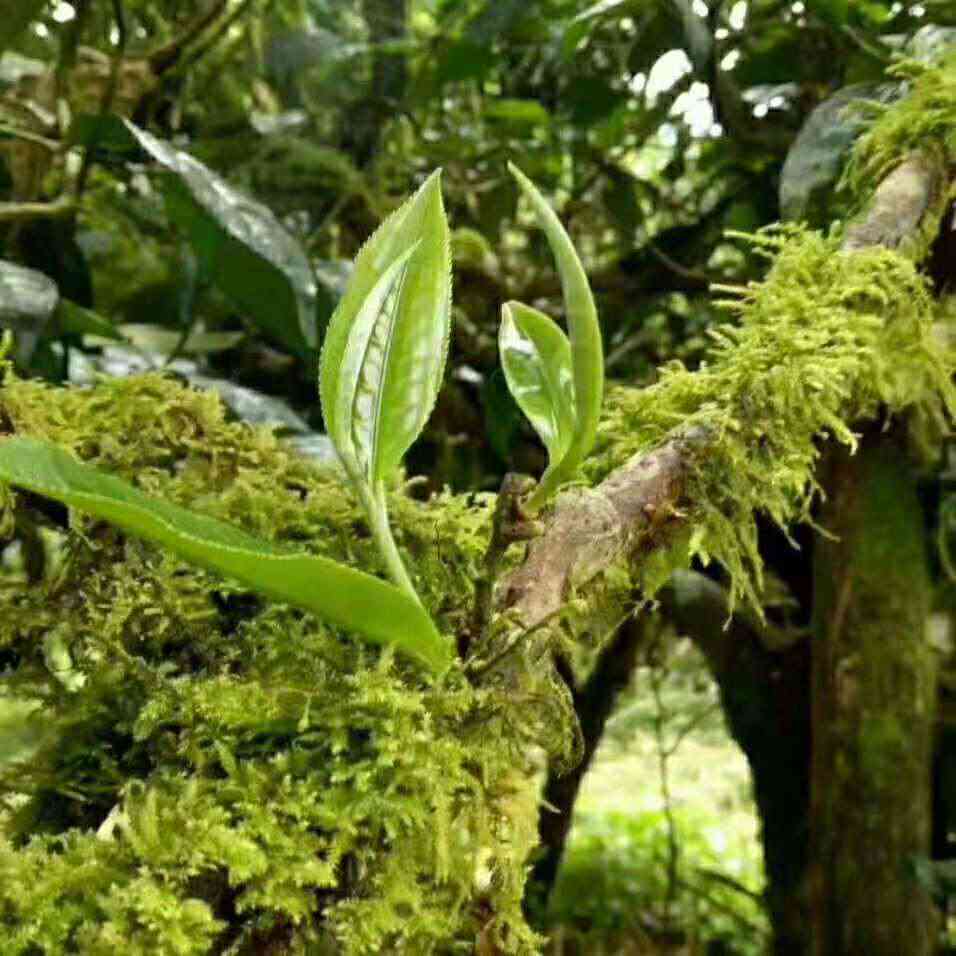 普洱茶古树茶外观特征介绍大全-普洱茶古树茶外观特征介绍大全图片