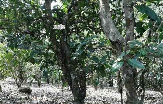 普洱茶古树茶外观特征介绍大全-普洱茶古树茶外观特征介绍大全图片