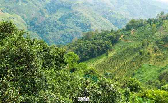 普洱茶与火山共生：茶山生态奇观探秘