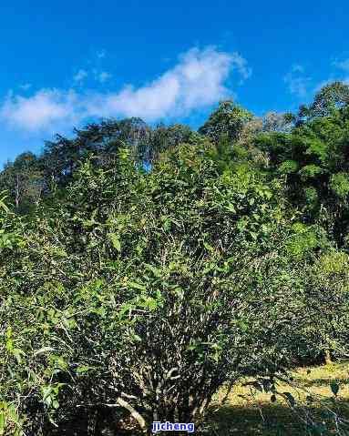 普洱茶与火山共生：茶山生态奇观探秘