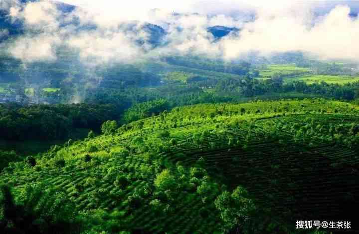 普洱茶与火山共生：茶山生态奇观探秘