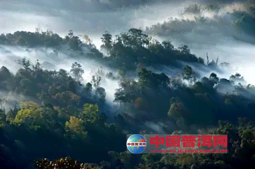 普洱茶与火山共生：茶山生态奇观探秘