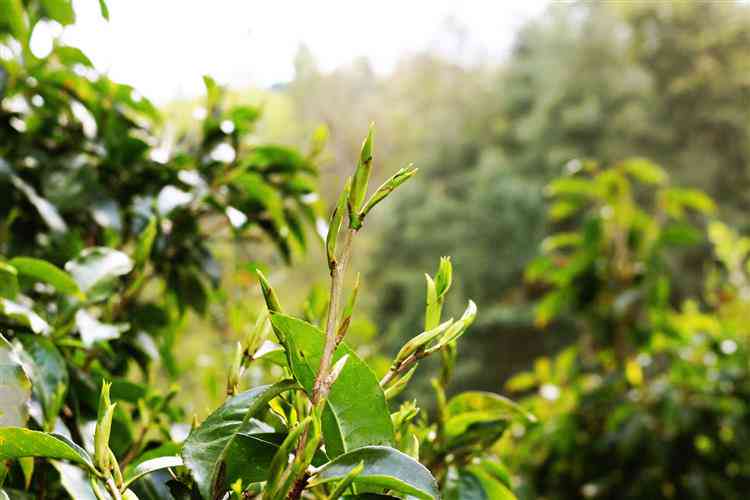 云南原生态西盟普洱茶：品味古树韵味，享受纯净口感