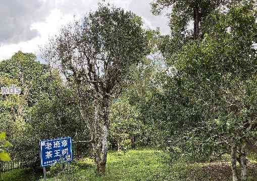 云南普洱茶：源自古茶树的千年味道