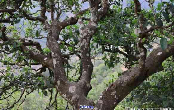 昆明珍稀古树普洱茶品鉴指南：六大名木价格一览表