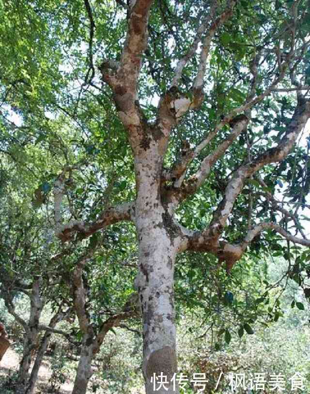 昆明珍稀古树普洱茶品鉴指南：六大名木价格一览表