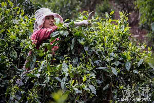 云南人冬天喝普洱茶好不好