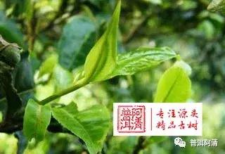 觅友普洱茶