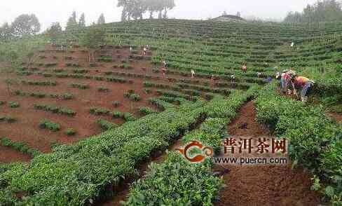 保山市普洱茶产量高吗多少