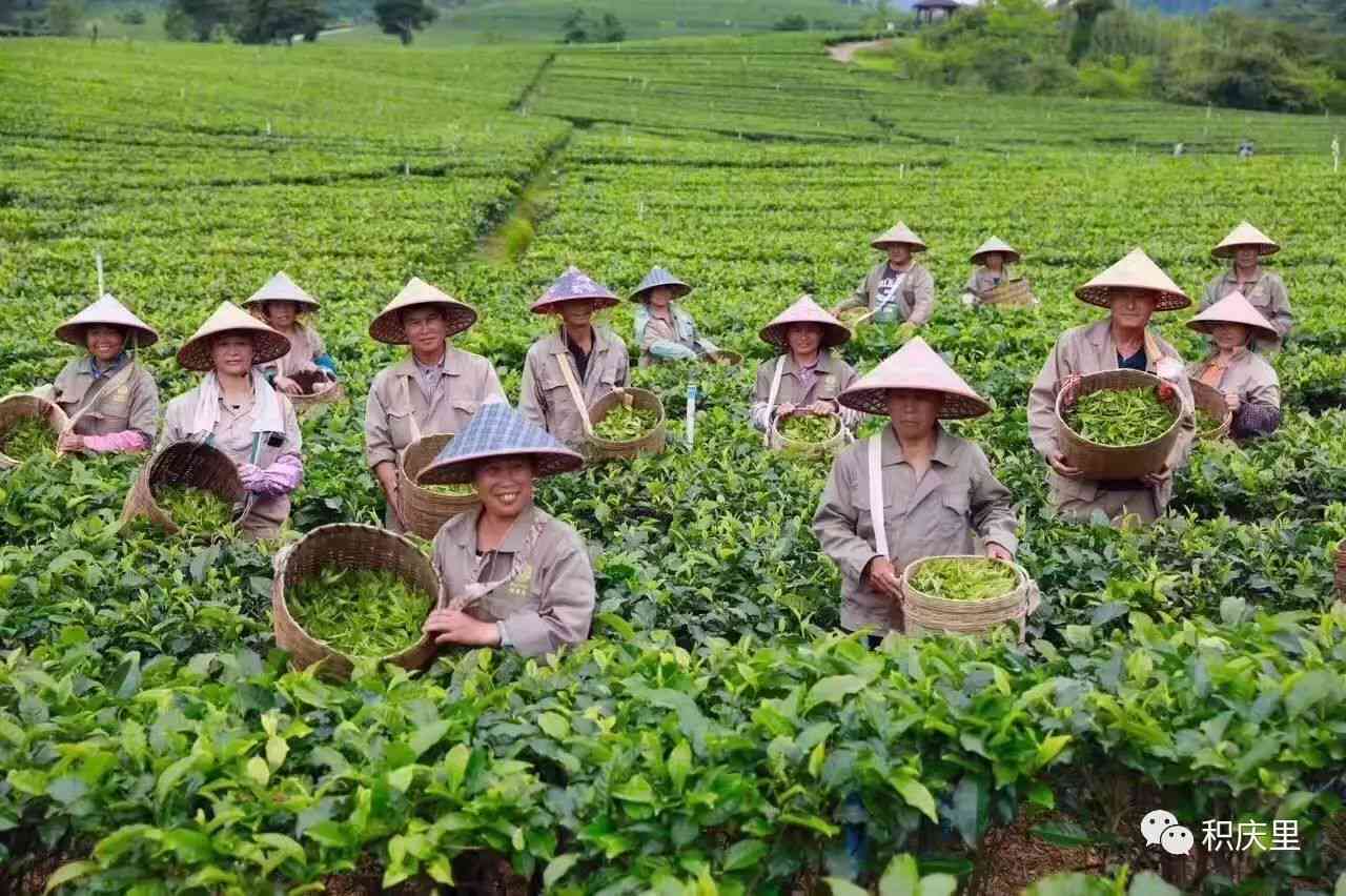 英德茶厂：品质越，茶叶品种繁多，了解如何挑选与品鉴茶叶的全方位指南