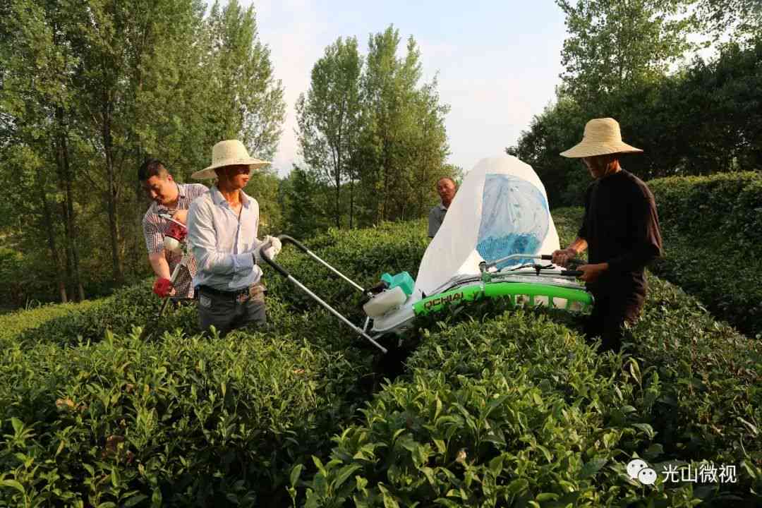 光山县的茶叶品质如何？信阳光山茶叶值得一试吗？