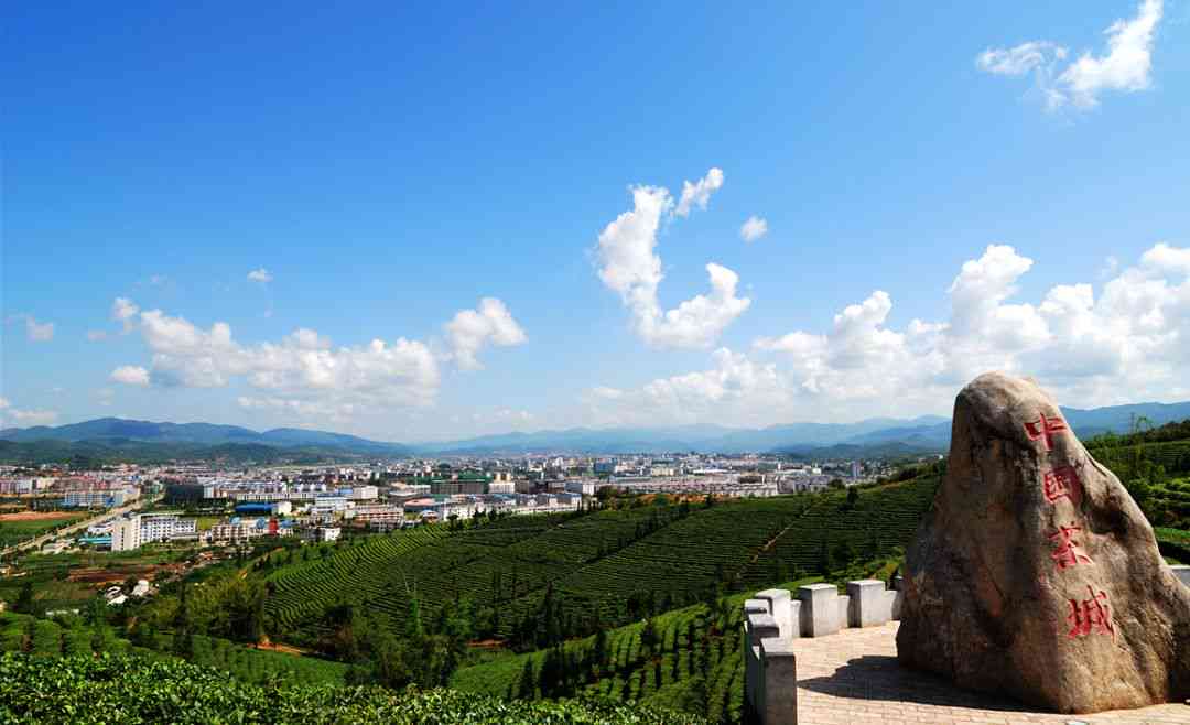 普洱茶光山