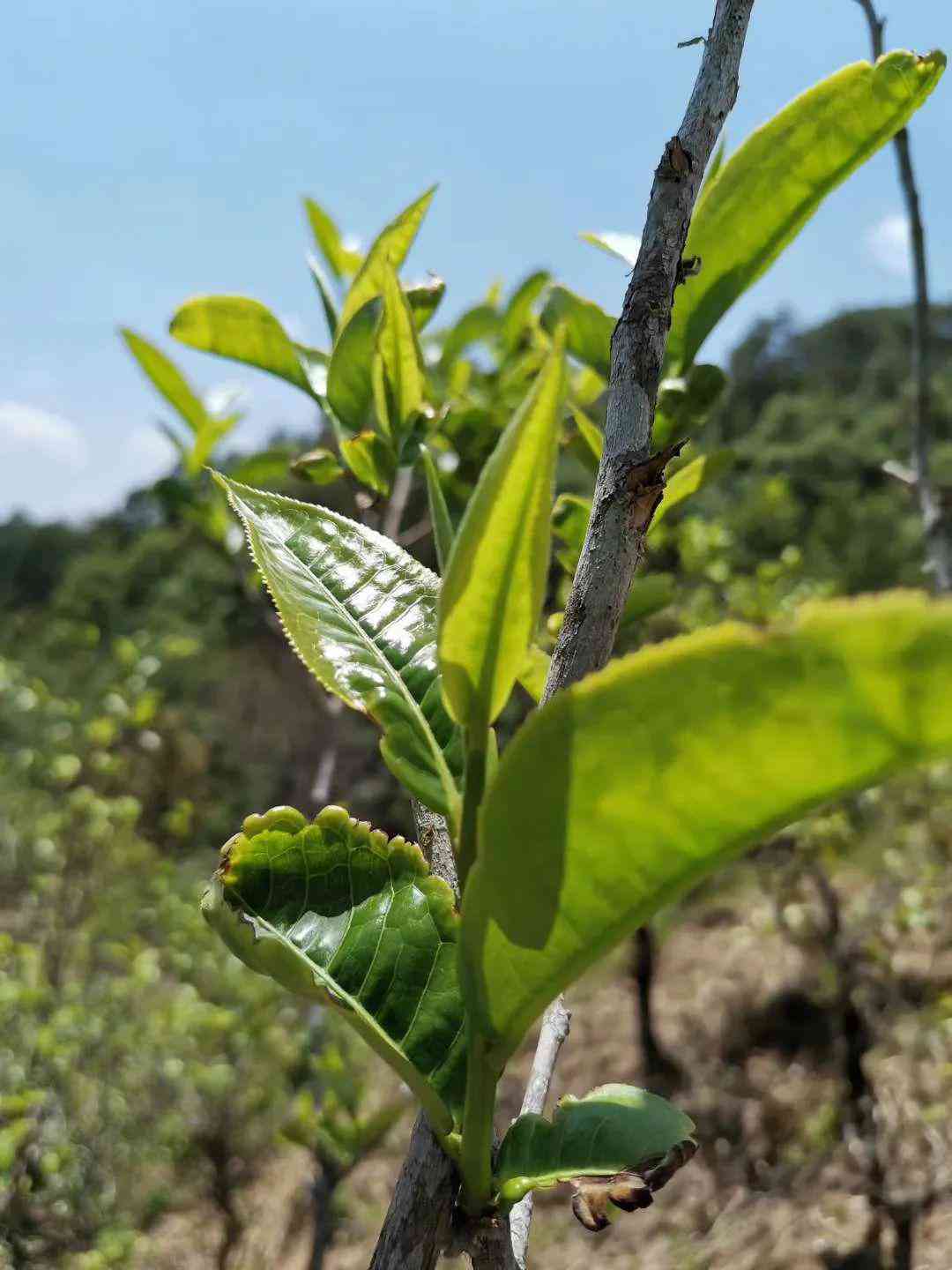 普洱茶光山