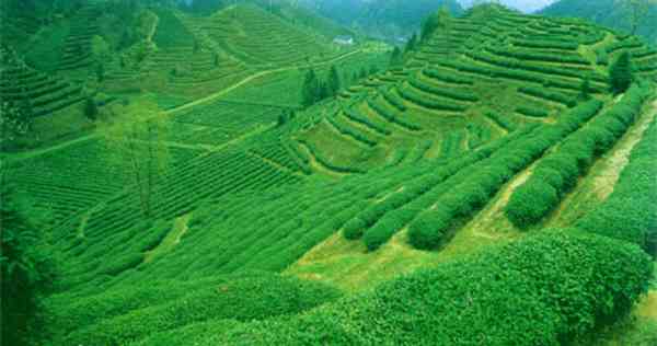 普洱茶光山