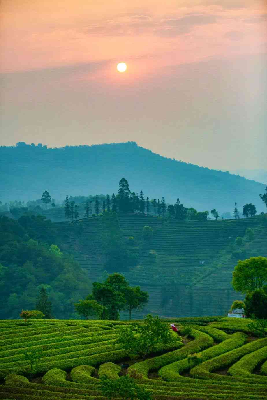 普洱茶光山