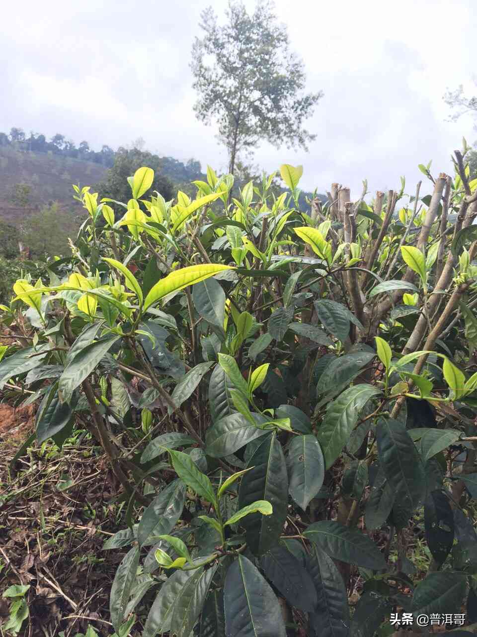 普洱茶树根系结构及其在普洱茶生长中的作用分析