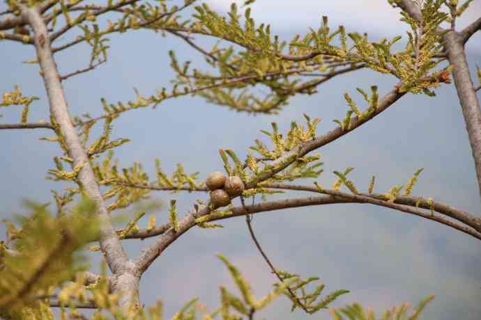 临沧橄榄树普洱茶价格查询