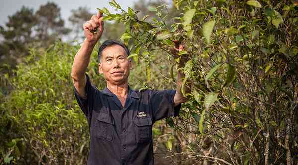 纳罕古树普洱茶是哪个产区